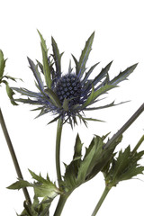 Eryngium planum on white background