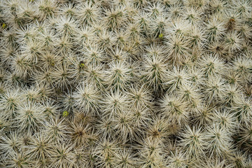 Piante Grasse nel Giardino dei Cactus - Lanzarote - Canarie