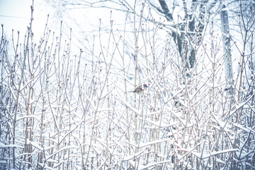 Sparrow on snow-covered branches in winter park
