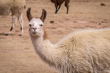 Obraz premium Funny portrait of Lama Alpaca in the altiplano. Lamas and alpacas are very popular in Bolivia and Peru for their wool and meat