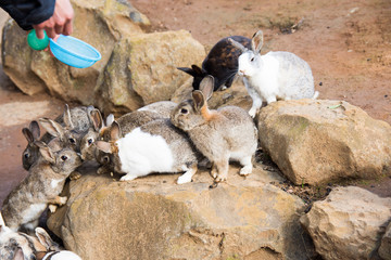 rabbits in the cage that can be fed and pet