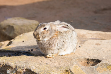 rabbits in the cage that can be fed and pet