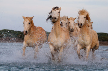 Obrazy na Szkle  Konie biegnące na wolności w Camargue w południowej Francji