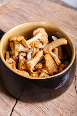 Heap of fresh yellow forestry chanterelle