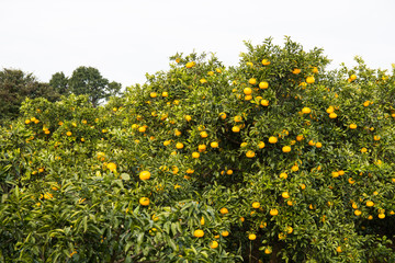 orchard of fresh oranges