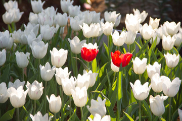 Red Tulips Beautiful in of white tulips