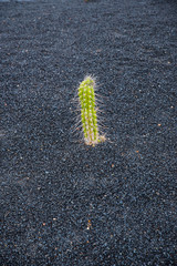 Piante Grasse nel Giardino dei Cactus - Lanzarote - Canarie
