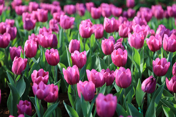 Purple tulip flowers in spring garden.