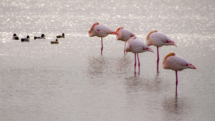The perfect number - Flamingos sleeping - Camargue Southern France
