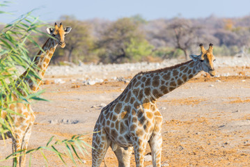 Couple of Giraffe walking in the bush on the desert pan, daylight. Wildlife Safari in the Etosha National Park, the main travel destination in Namibia, Africa.