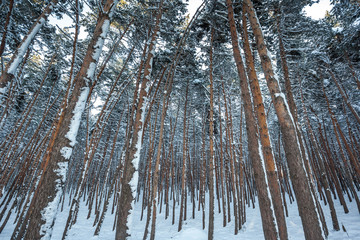 Fototapeta premium Snow over the spruces and pines
