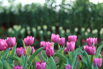 Purple tulip flowers in spring garden.
