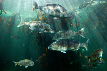 Fototapeta na wymiar South Africa, fish
