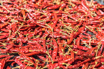 Fototapeta premium Dried chili