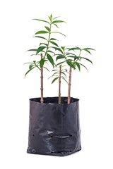 Tree planting isolated