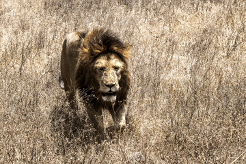 Africa © Andrzej