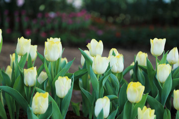 Yellow tulip flowers in garden, romantic soft focus image.