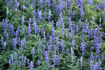 Obraz premium Blue Meadow Sage flower (Salvia Pratensis or Herbaceous Perennia)