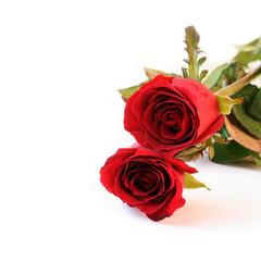 Two red roses on white background.