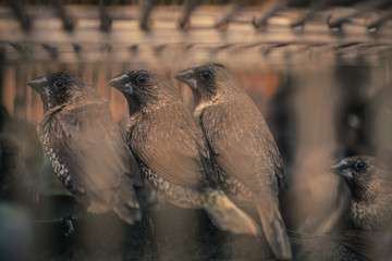 Birds in a cage
