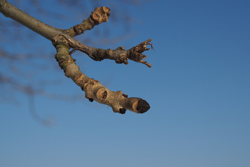 Kospen der Esche (Fraxinus excelsior)