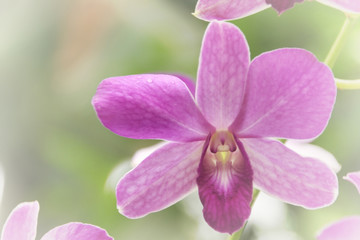 Blurred dream image of pastel purple Dendrobium orchid flower.