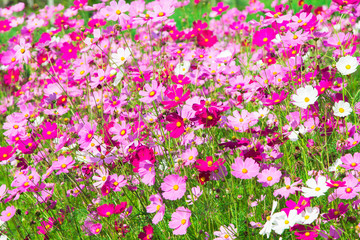 Obraz na płótnie Canvas Cosmos flowers in the garden natural background