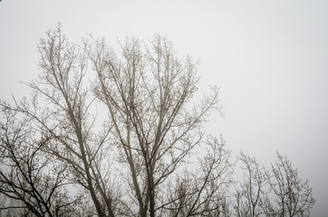 trees in foggy winter landscape scenery