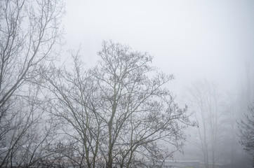 Fototapeta na wymiar trees in foggy winter landscape scenery
