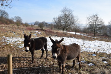 Zwei junge Eselkinder leben auf der Winterweide mit wenig Futter im Schnee und Kälte und schauen über den Zaun.