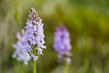 Orchids in the High Fens, Belgium