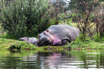 Africa © Andrzej