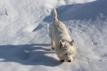 west terrier biegający po śniegu