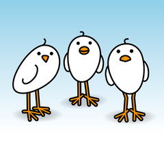 Three White Chicks Staring forward