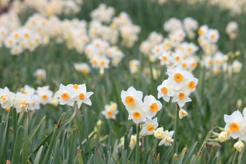 可愛いスイセン