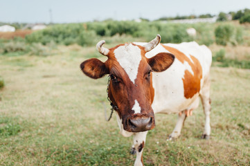 Fototapeta na wymiar Beautiful brown and white cow in a pasture.
