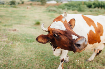 Beautiful brown and white cow in a pasture.