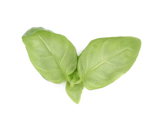 Obraz premium Fresh basil leaf isolated