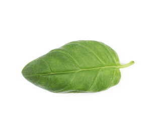 Fresh basil leaf isolated