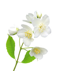 beautiful jasmine flowers with leaves isolated on white