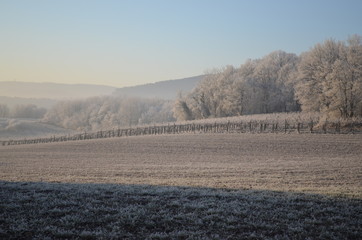 Weinberge Winter