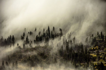 Mountain forrest in the fog