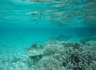 Naklejka na ściany i meble Underwater, Ari Atoll, Maldives