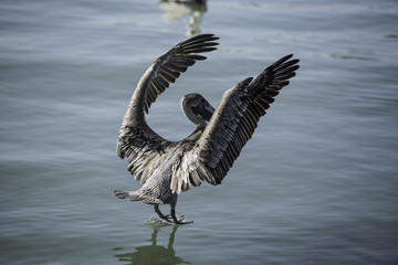 Pelican making a shooting landing