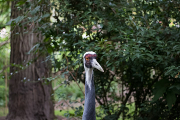 Obraz premium Grue à cou blanc