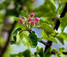 White flower Apple-tree Malus