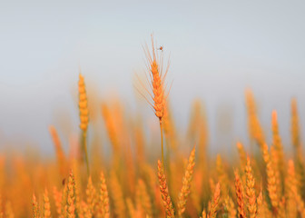 Fototapeta premium Golden wheat ears under twilight