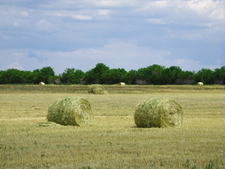 wheat field blue sky