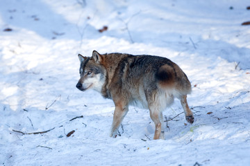 Fototapeta na wymiar gray wolf, grey wolf, canis lupus