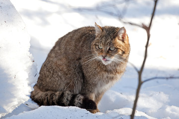 wildcat, felis silvestris